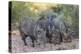 Adult javalinas  in the Sonoran Desert suburbs of Tucson, Arizona, USA-Michael Nolan-Stretched Canvas