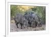 Adult javalinas  in the Sonoran Desert suburbs of Tucson, Arizona, USA-Michael Nolan-Framed Photographic Print