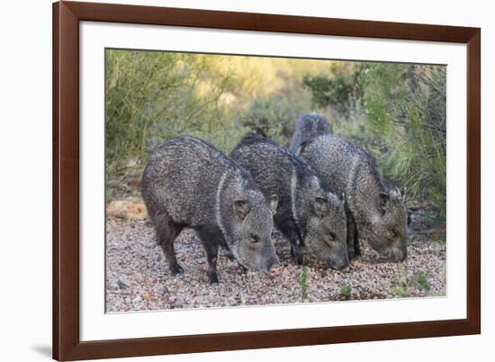 Adult javalinas  in the Sonoran Desert suburbs of Tucson, Arizona, USA-Michael Nolan-Framed Photographic Print