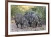 Adult javalinas  in the Sonoran Desert suburbs of Tucson, Arizona, USA-Michael Nolan-Framed Photographic Print