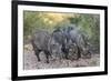 Adult javalinas  in the Sonoran Desert suburbs of Tucson, Arizona, USA-Michael Nolan-Framed Photographic Print