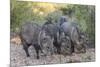 Adult javalinas  in the Sonoran Desert suburbs of Tucson, Arizona, USA-Michael Nolan-Mounted Photographic Print