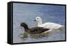 Adult Kelp Goose Pair (Chloephaga Hybrida), New Island Nature Reserve, Falkland Islands-Michael Nolan-Framed Stretched Canvas