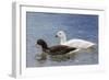 Adult Kelp Goose Pair (Chloephaga Hybrida), New Island Nature Reserve, Falkland Islands-Michael Nolan-Framed Photographic Print