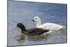 Adult Kelp Goose Pair (Chloephaga Hybrida), New Island Nature Reserve, Falkland Islands-Michael Nolan-Mounted Photographic Print