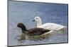 Adult Kelp Goose Pair (Chloephaga Hybrida), New Island Nature Reserve, Falkland Islands-Michael Nolan-Mounted Photographic Print