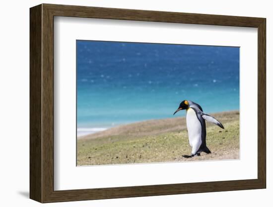 Adult king penguin (Aptenodytes patagonicus) on the grassy slopes of Saunders Island, Falkland Isla-Michael Nolan-Framed Photographic Print