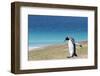 Adult king penguin (Aptenodytes patagonicus) on the grassy slopes of Saunders Island, Falkland Isla-Michael Nolan-Framed Photographic Print