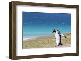 Adult king penguin (Aptenodytes patagonicus) on the grassy slopes of Saunders Island, Falkland Isla-Michael Nolan-Framed Photographic Print