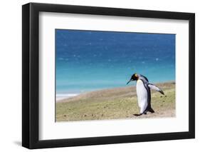 Adult king penguin (Aptenodytes patagonicus) on the grassy slopes of Saunders Island, Falkland Isla-Michael Nolan-Framed Photographic Print