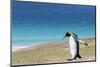 Adult king penguin (Aptenodytes patagonicus) on the grassy slopes of Saunders Island, Falkland Isla-Michael Nolan-Mounted Photographic Print