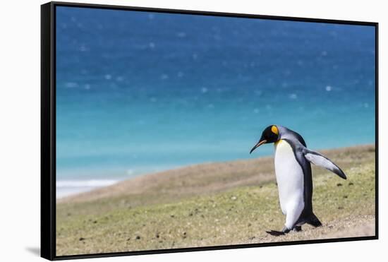 Adult king penguin (Aptenodytes patagonicus) on the grassy slopes of Saunders Island, Falkland Isla-Michael Nolan-Framed Stretched Canvas