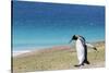 Adult king penguin (Aptenodytes patagonicus) on the grassy slopes of Saunders Island, Falkland Isla-Michael Nolan-Stretched Canvas