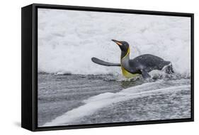 Adult King Penguin (Aptenodytes Patagonicus) Returning from Sea at St. Andrews Bay, Polar Regions-Michael Nolan-Framed Stretched Canvas