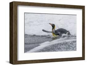 Adult King Penguin (Aptenodytes Patagonicus) Returning from Sea at St. Andrews Bay, Polar Regions-Michael Nolan-Framed Photographic Print