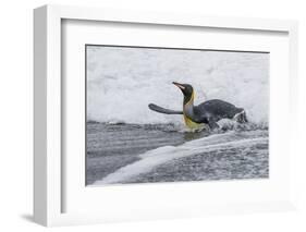 Adult King Penguin (Aptenodytes Patagonicus) Returning from Sea at St. Andrews Bay, Polar Regions-Michael Nolan-Framed Photographic Print