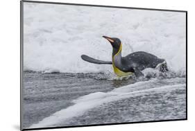 Adult King Penguin (Aptenodytes Patagonicus) Returning from Sea at St. Andrews Bay, Polar Regions-Michael Nolan-Mounted Photographic Print