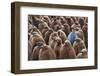 Adult King Penguin (Aptenodytes Patagonicus) Standing amongst a Large Group of Nearly Fully Grown C-JeremyRichards-Framed Photographic Print