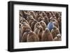 Adult King Penguin (Aptenodytes Patagonicus) Standing amongst a Large Group of Nearly Fully Grown C-JeremyRichards-Framed Photographic Print