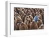 Adult King Penguin (Aptenodytes Patagonicus) Standing amongst a Large Group of Nearly Fully Grown C-JeremyRichards-Framed Photographic Print