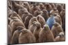 Adult King Penguin (Aptenodytes Patagonicus) Standing amongst a Large Group of Nearly Fully Grown C-JeremyRichards-Mounted Photographic Print