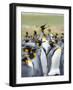 Adult King Penguin running through rookery while being pecked at by neighbors, Falkland Islands.-Martin Zwick-Framed Photographic Print