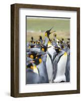 Adult King Penguin running through rookery while being pecked at by neighbors, Falkland Islands.-Martin Zwick-Framed Photographic Print