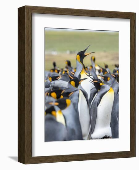 Adult King Penguin running through rookery while being pecked at by neighbors, Falkland Islands.-Martin Zwick-Framed Photographic Print