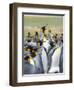 Adult King Penguin running through rookery while being pecked at by neighbors, Falkland Islands.-Martin Zwick-Framed Photographic Print