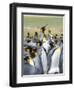 Adult King Penguin running through rookery while being pecked at by neighbors, Falkland Islands.-Martin Zwick-Framed Photographic Print