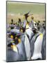 Adult King Penguin running through rookery while being pecked at by neighbors, Falkland Islands.-Martin Zwick-Mounted Photographic Print