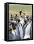 Adult King Penguin running through rookery while being pecked at by neighbors, Falkland Islands.-Martin Zwick-Framed Stretched Canvas