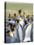 Adult King Penguin running through rookery while being pecked at by neighbors, Falkland Islands.-Martin Zwick-Stretched Canvas