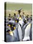 Adult King Penguin running through rookery while being pecked at by neighbors, Falkland Islands.-Martin Zwick-Stretched Canvas