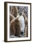 Adult King penguin with Chick. St. Andrews Bay, South Georgia Islands.-Tom Norring-Framed Photographic Print