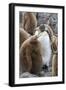 Adult King penguin with Chick. St. Andrews Bay, South Georgia Islands.-Tom Norring-Framed Photographic Print