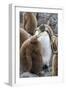 Adult King penguin with Chick. St. Andrews Bay, South Georgia Islands.-Tom Norring-Framed Photographic Print