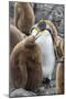 Adult King penguin with Chick. St. Andrews Bay, South Georgia Islands.-Tom Norring-Mounted Photographic Print