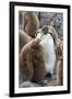 Adult King penguin with Chick. St. Andrews Bay, South Georgia Islands.-Tom Norring-Framed Photographic Print