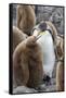 Adult King penguin with Chick. St. Andrews Bay, South Georgia Islands.-Tom Norring-Framed Stretched Canvas