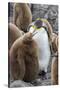 Adult King penguin with Chick. St. Andrews Bay, South Georgia Islands.-Tom Norring-Stretched Canvas