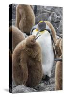 Adult King penguin with Chick. St. Andrews Bay, South Georgia Islands.-Tom Norring-Stretched Canvas