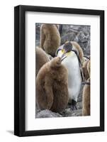 Adult King penguin with Chick. St. Andrews Bay, South Georgia Islands.-Tom Norring-Framed Photographic Print