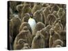 Adult King Penguin with Group of Juveniles-Darrell Gulin-Stretched Canvas