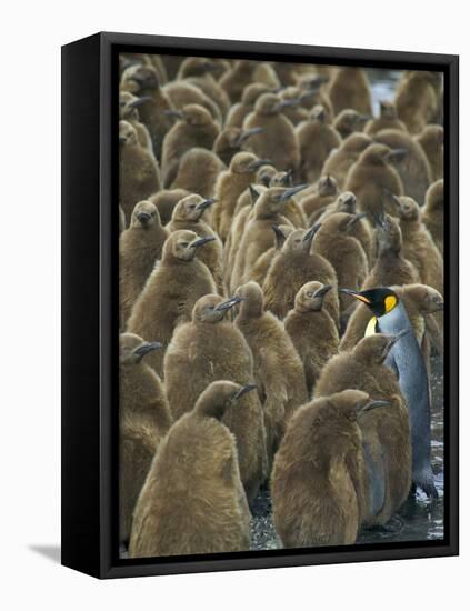 Adult King Penguin with Group of Juveniles-Darrell Gulin-Framed Stretched Canvas