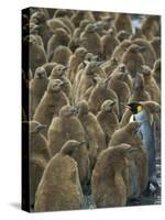 Adult King Penguin with Group of Juveniles-Darrell Gulin-Stretched Canvas