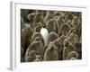 Adult King Penguin with Group of Juveniles-Darrell Gulin-Framed Photographic Print