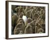 Adult King Penguin with Group of Juveniles-Darrell Gulin-Framed Photographic Print