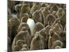 Adult King Penguin with Group of Juveniles-Darrell Gulin-Mounted Photographic Print