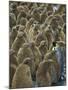 Adult King Penguin with Group of Juveniles-Darrell Gulin-Mounted Photographic Print